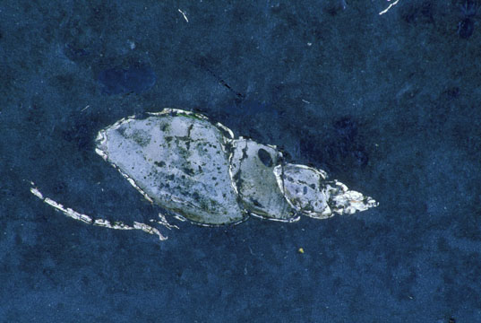 Gastropod fossil, Fogarty Creek State Park, OR